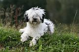 TERRIER DU TIBET 154